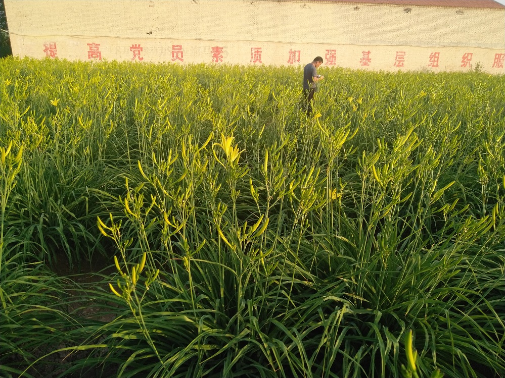 黄花菜烘干 黄花菜杀青 花花菜杀青烘干一体机